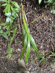 Dianella sandwicensis