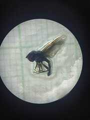 Ocyptamus dimidiatus