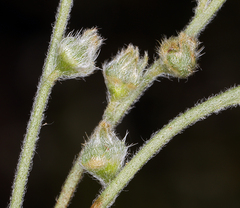 Plagiobothrys nothofulvus