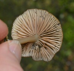 Entoloma procerum