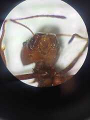 Atta cephalotes