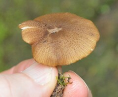 Entoloma procerum