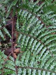 Gymnosphaera podophylla