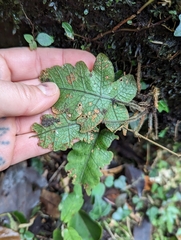 Stegnogramma wilfordii