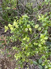 Alyxia stellata