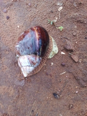 Lissachatina immaculata