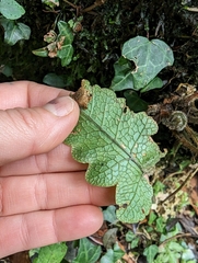 Stegnogramma wilfordii