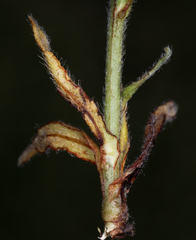 Plagiobothrys nothofulvus