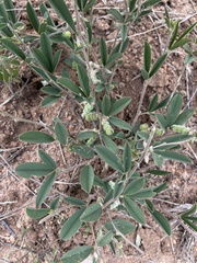 Ptycholobium plicatum