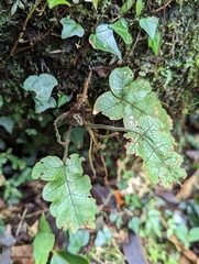 Stegnogramma wilfordii