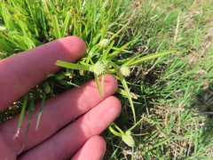 Cyperus sesquiflorus