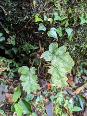 Stegnogramma wilfordii