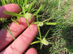 Cyperus sesquiflorus