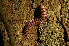 Nyssodesmus python