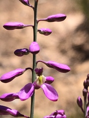 Comesperma polygaloides