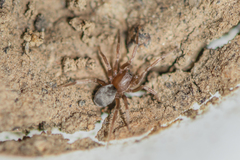 Labialithus