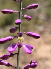 Comesperma polygaloides