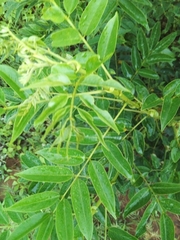 Senna petersiana