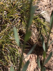 Comesperma polygaloides