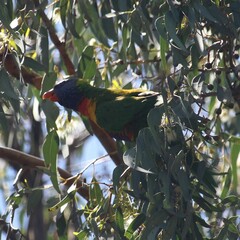 Trichoglossus moluccanus