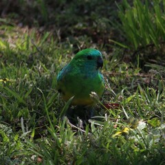 Psephotus haematonotus