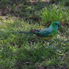 Psephotus haematonotus