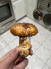 Cortinarius ponderosus