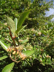 Crataegus mexicana