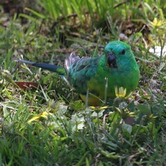 Psephotus haematonotus