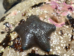 Asterinidae