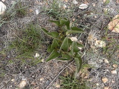 Cyphostemma dasypleurum