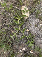 Cyphostemma dasypleurum