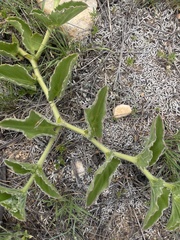 Cyphostemma dasypleurum