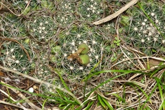 Coryphantha sulcata