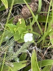 Linderniella