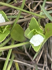 Linderniella