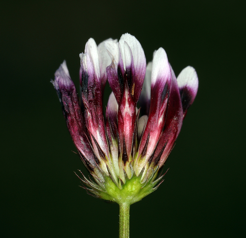 iNaturalist observation photo of white-tipped clover