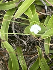 Linderniella
