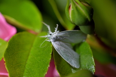 Nymphostola galactina