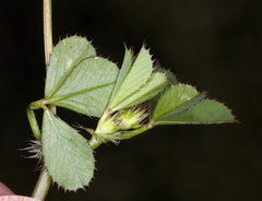 Trifolium variegatum