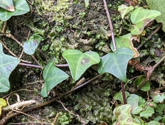 Hedera rhombea