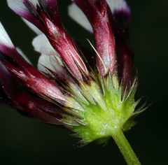 Trifolium variegatum