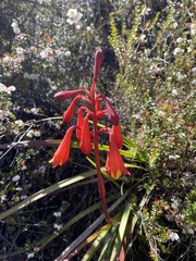 Blandfordia punicea