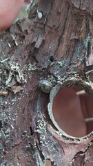 Epilachna nigrocincta