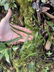 Lindsaea ensifolia