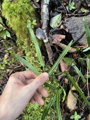 Lindsaea ensifolia