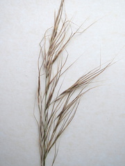 Austrostipa stuposa