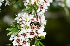 Lasioglossum peraustrale
