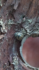 Epilachna nigrocincta