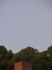 Chaetura pelagica